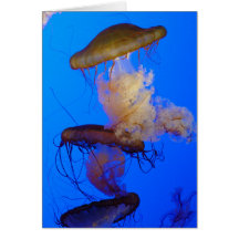 Jellyfish Greeting Card