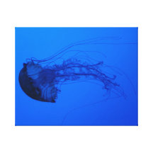 Jellyfish - Illuminated in Blue Gallery Wrapped Canvas