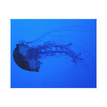 Jellyfish - Illuminated in Blue Canvas Print