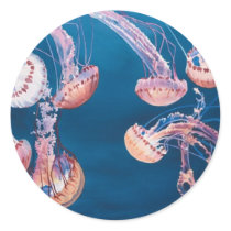 Jellyfish Jam by Paul Jackson, aws, nws Sticker