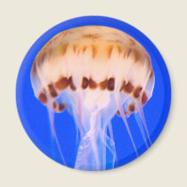 Jellyfish Magnet