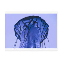 Jellyfish on Blue postcards by blumenthalphoto Jellyfish on Blue postcards