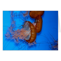 Jellyfish Photo Card