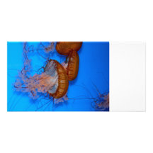 Jellyfish Photo Photo Card