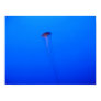 Jellyfish Photo