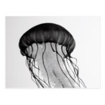 Jellyfish Post Card