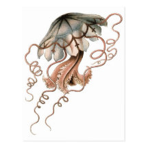 Jellyfish Post Card