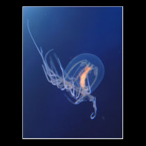 jellyfish postcards