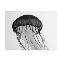 Jellyfish postcards by blumenthalphoto Jellyfish postcards