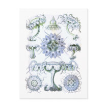 Jellyfish Postcard