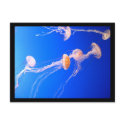 Jellyfish Postcard