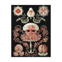 Jellyfish Postcard