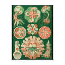 Jellyfish Postcards
