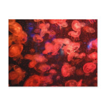 Jellyfish Postcard by blumenthalphoto Jellyfish Postcard