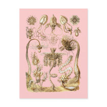 Jellyfish Post Card