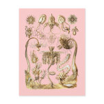 Jellyfish Post Card