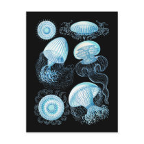 Jellyfish Postcards
