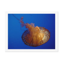 Jellyfish Postcard by Abintra Jellyfish Postcard