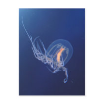 jellyfish post cards