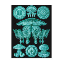 Jellyfish Postcard