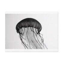 Jellyfish Postcards