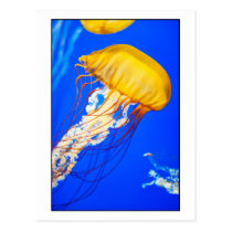 Jellyfish postcards