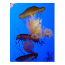 Jellyfish Postcard