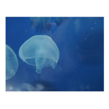 jellyfish postcards