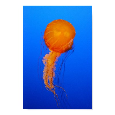Jellyfish Poster by jeffmanii