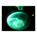 Jellyfish posters