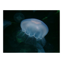 Jellyfish posters