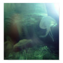 Jellyfish posters by imagenations Jellyfish posters