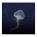 jellyfish posters by capttoenail jellyfish posters