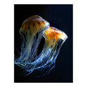 Jellyfish Poster posters by PixelArt Jellyfish Poster posters