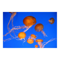 Jellyfish posters by aaronkwood Jellyfish posters