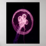 Jellyfish Poster