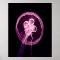 Jellyfish Poster