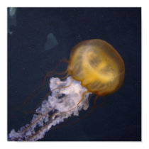 Jellyfish Poster posters