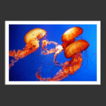 Jellyfish, poster posters