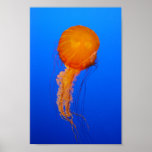 Jellyfish Poster