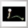 jellyfish poster