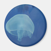 jellyfish refrigerator magnet