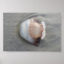 Jellyfish sideway Poster