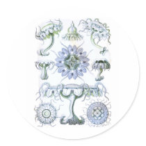 Jellyfish Round Sticker