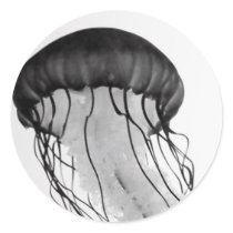 Jellyfish stickers by blumenthalphoto Jellyfish stickers