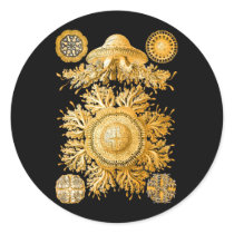 Jellyfish Round Sticker