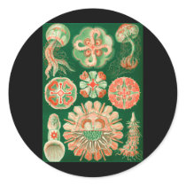 Jellyfish Stickers