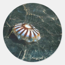 Jellyfish Stickers