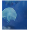 jellyfish t-shirts