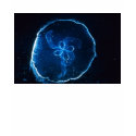 jellyfish t-shirts by carlajean42 jellyfish t-shirts